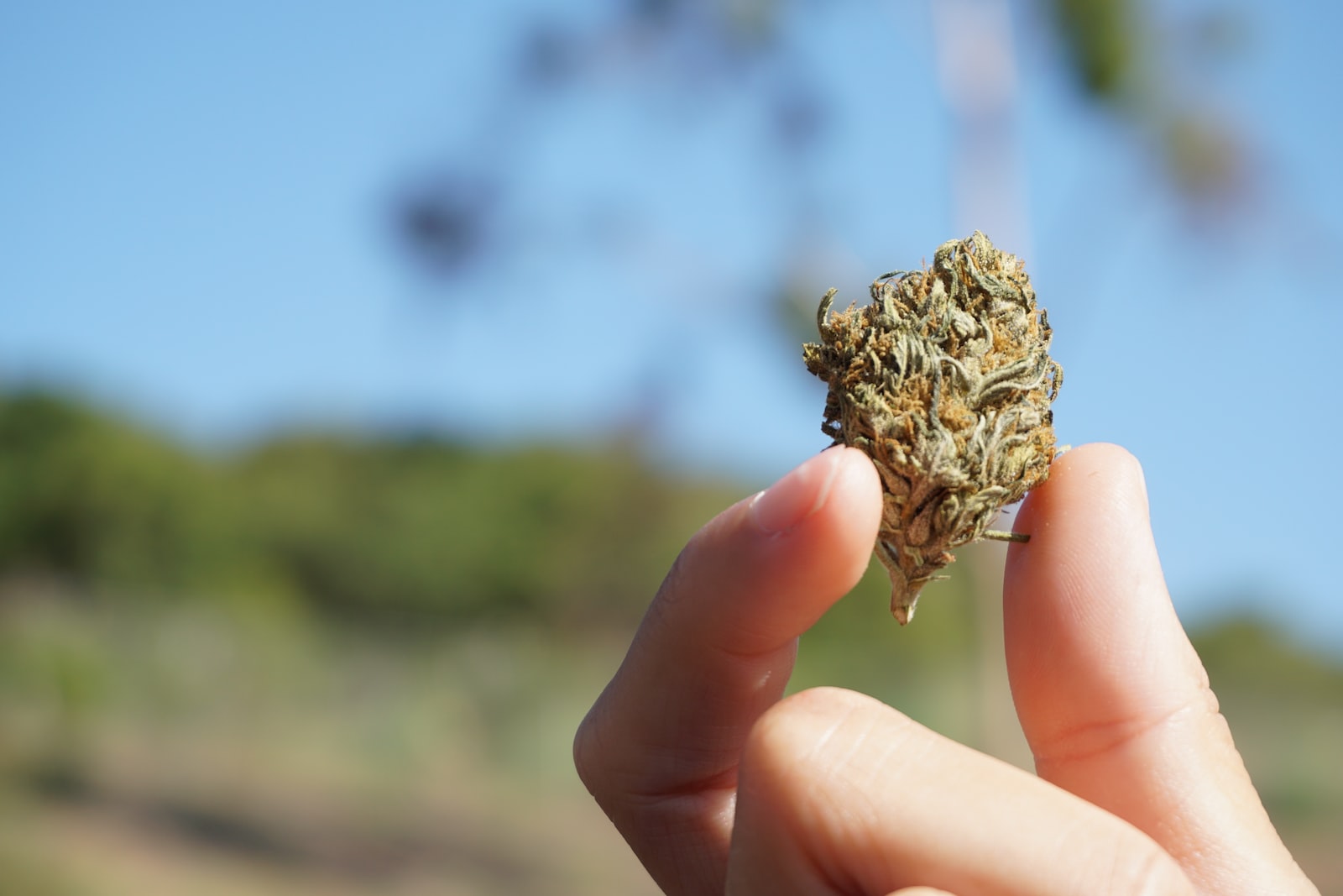 Les fleurs de CBD puissantes sont une option thérapeutique populaire pour de nombreux problèmes de santé.