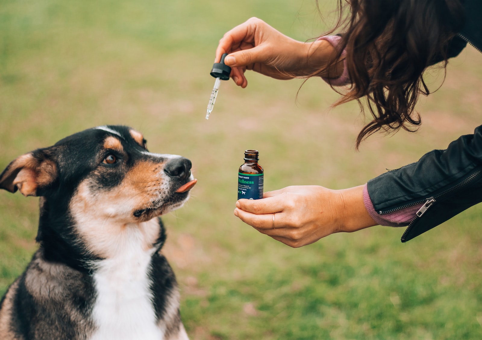 CBD Chien Prix : Quels sont les bienfaits du CBD sur les chiens ?