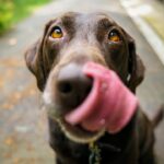 Cbd pour chien anxiété : guide ultime pour apaiser votre compagnon stressé