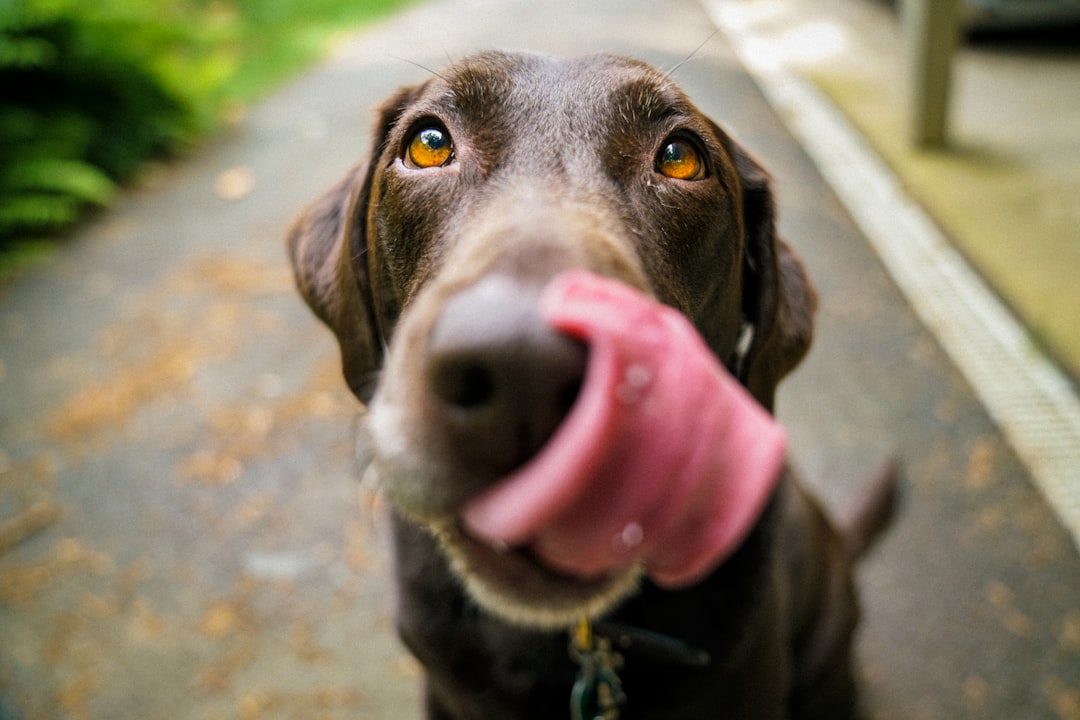 Cbd pour chien anxiété : guide ultime pour apaiser votre compagnon stressé
