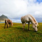 cbd cheval : comment améliorer le bien-être équin naturellement ?