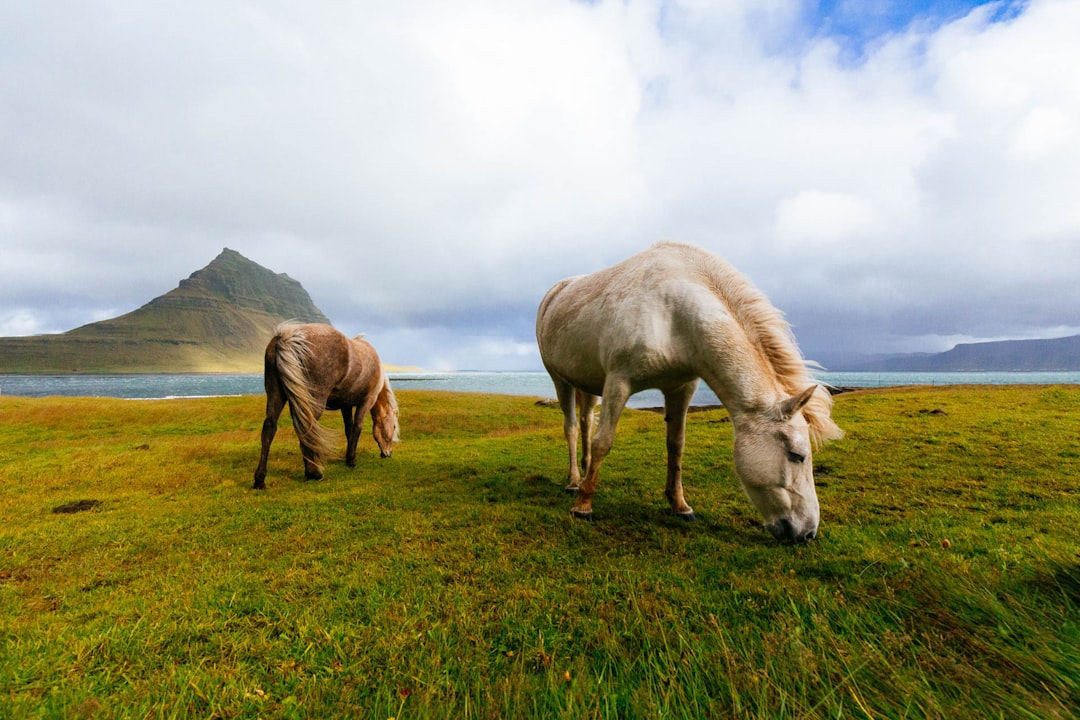 cbd cheval : comment améliorer le bien-être équin naturellement ?