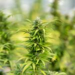 Comment choisir huile CBD en 2025 : le guide complet pour éviter les erreurs courantes