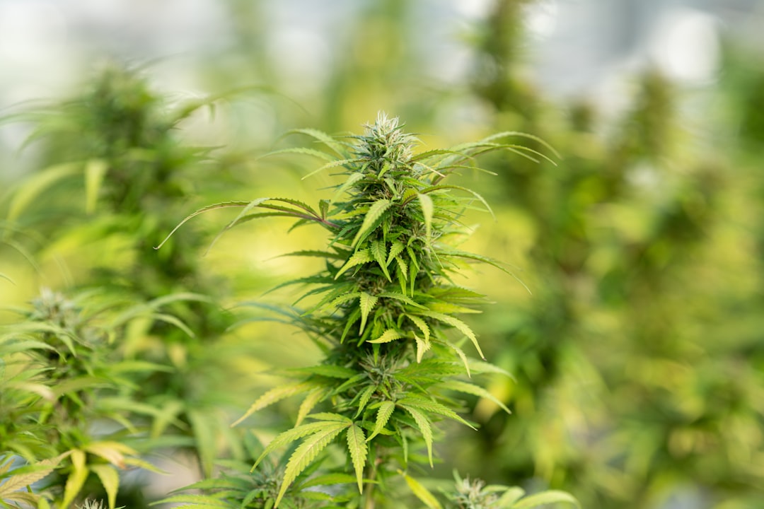 Comment choisir huile CBD en 2025 : le guide complet pour éviter les erreurs courantes
