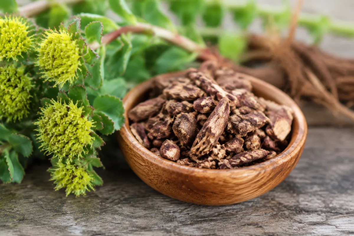Bienfaits de la rhodiola : que disent les données scientifiques Gros plan sur les racines séchées de rhodiola rosea aux nuances brunâtres et dorées